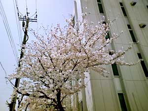 桜