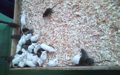 動物園のネズミ