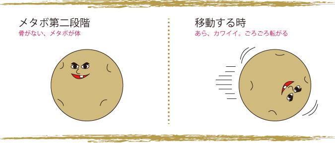 これがメタボ第二段階